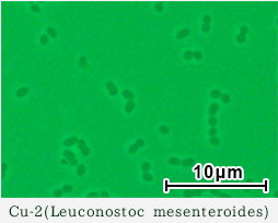 Cu-2(Leuconostoc mesenteroides)